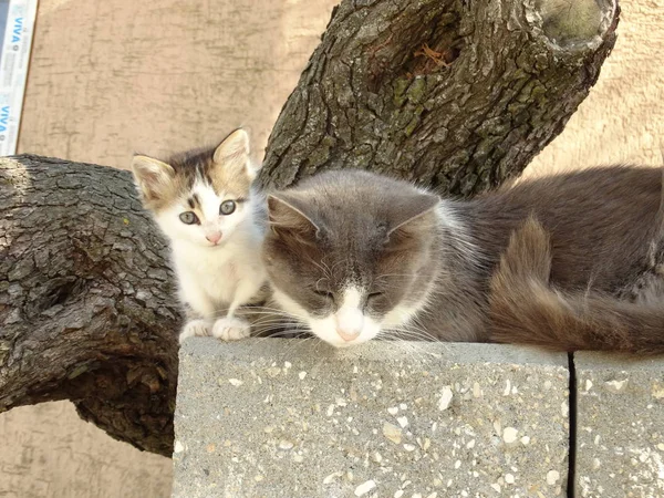 母亲和婴儿小猫 — 图库照片