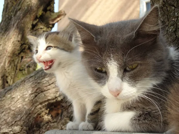 母と子の子猫 — ストック写真
