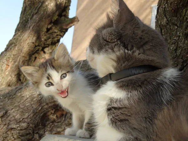 Anne Bebek Kedi Yavrusu — Stok fotoğraf