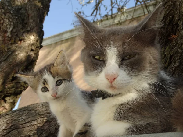 母と子供の子猫 — ストック写真