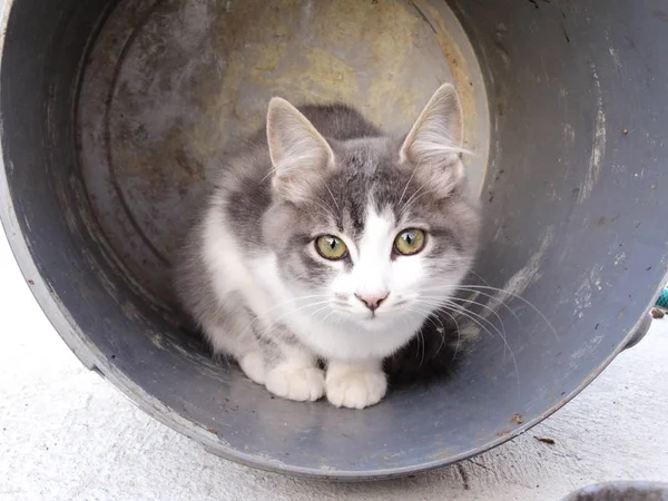 Bir Borudan Dışarı Kedi Yavrusu Bakma — Stok fotoğraf