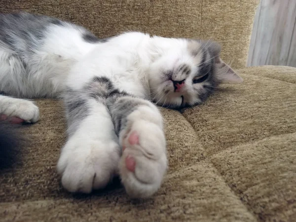 달콤한 고양이 베이지색 소파에 편안한 — 스톡 사진
