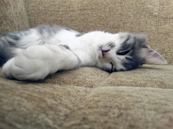 ソファの上で眠っている若い猫 — ストック写真