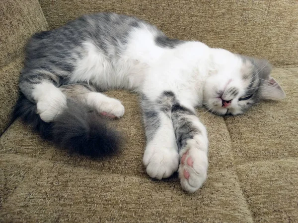 Süßes Kätzchen Entspannt Auf Einer Beigen Couch — Stockfoto