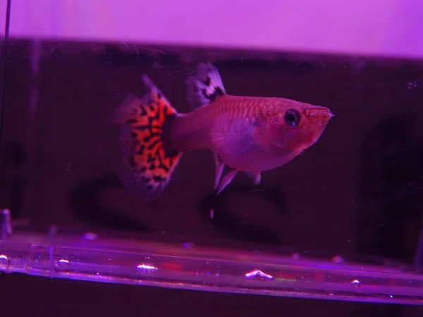 Guppy Fische Unter Violettem Licht — Stockfoto