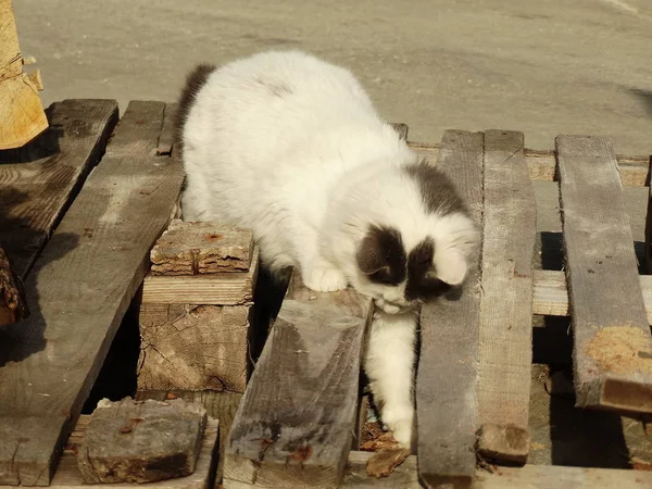 白色行走小猫户外 — 图库照片