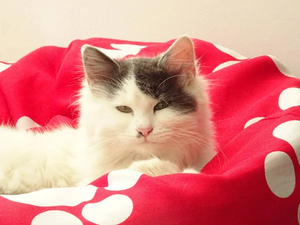 赤いペット椅子で眠そうな白い子猫 — ストック写真