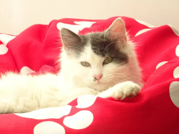 赤いペット椅子で眠そうな白い子猫 — ストック写真