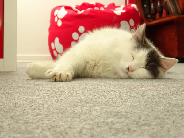 Śpiący Biały Kotek Podłodze — Zdjęcie stockowe