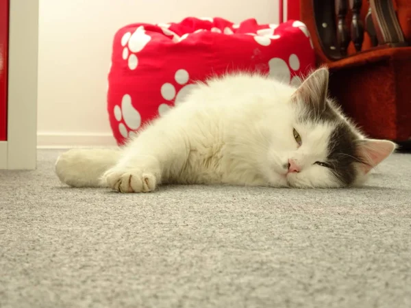 Sleepy White Kitten on the Floor