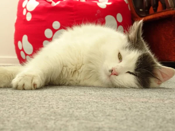 Sleepy White Kitten on the Floor