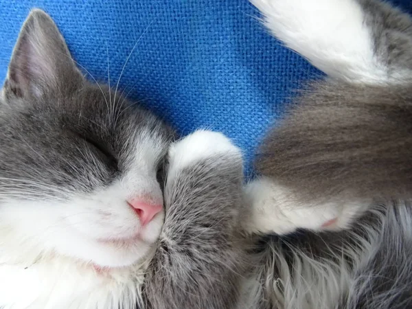 Długowłosy Kotek Spanie Niebieskie Krzesło — Zdjęcie stockowe