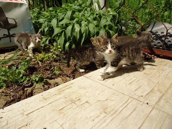 Baby Kitten Big Eyes Walking Outdoor — Stock Photo, Image