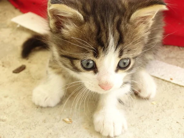 Baby Kitten Met Grote Ogen — Stockfoto