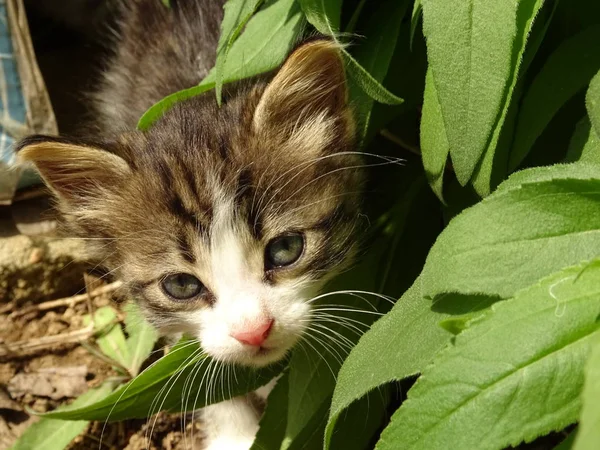 Babykätzchen Mit Großen Augen Die Hinter Blättern Hervorlugen — Stockfoto