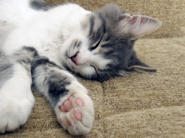 Uyuyan bir kedi pençeleri