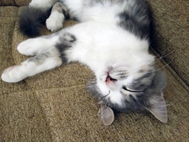 Genç kedi kanepede uyuyor