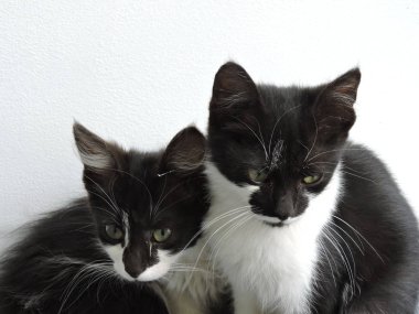 Siyah ve beyaz sarılma yavru kedi