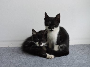 Siyah ve beyaz sarılma yavru kedi