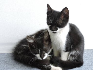 Siyah ve beyaz sarılma yavru kedi