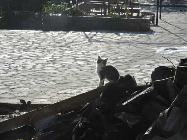 Silhueta Gato Livre — Fotografia de Stock