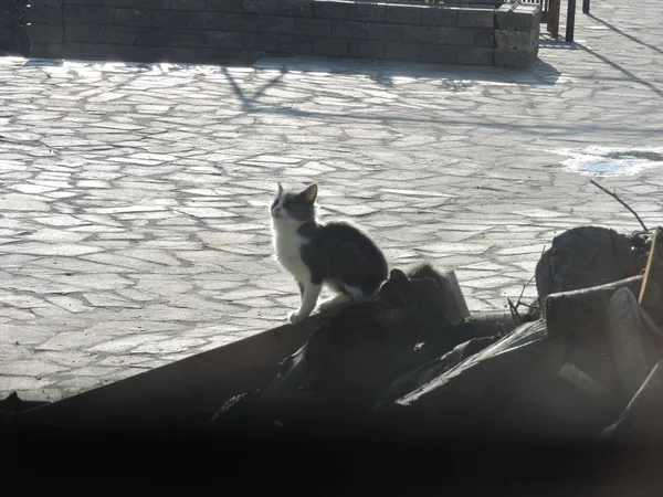 Silhouette Einer Katze Freien — Stockfoto