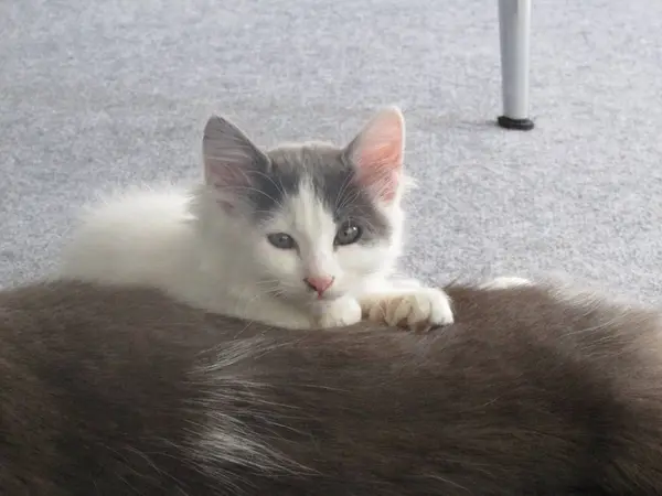 Adorable Blanco Gatito Soñoliento —  Fotos de Stock