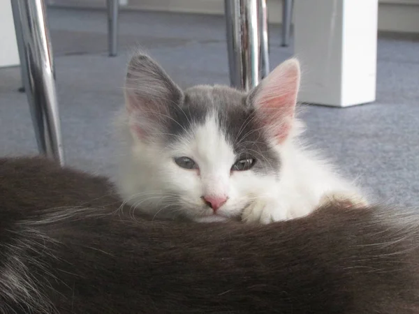 Schattige Witte Slaperig Kitten — Stockfoto