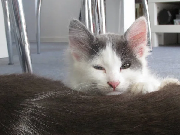 Çok Güzel Beyaz Uykulu Kedi Yavrusu — Stok fotoğraf