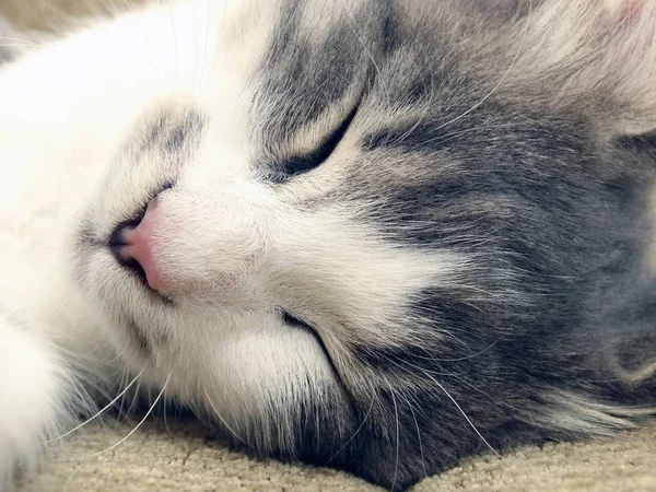 Genç Kedi Kanepede Uyuyor — Stok fotoğraf