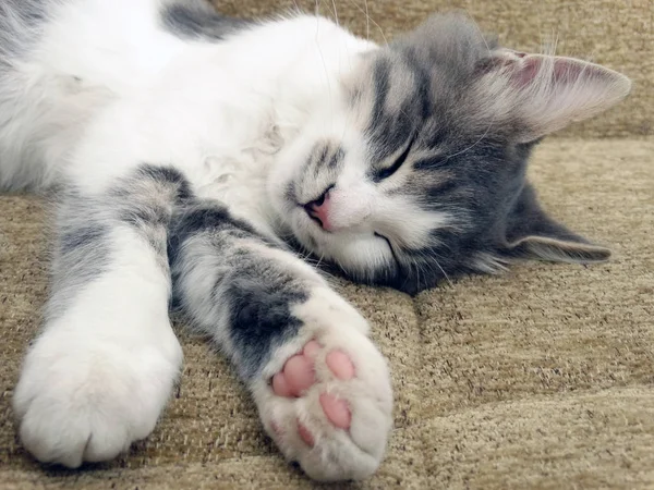 Poten Voor Een Slapende Kitty — Stockfoto