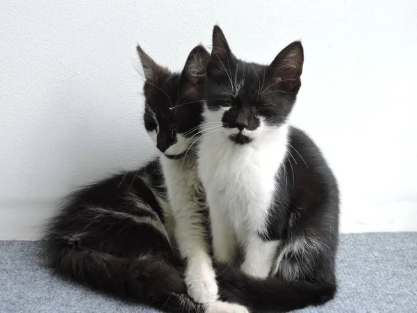 Gatitos Acurrucados Blanco Negro — Foto de Stock