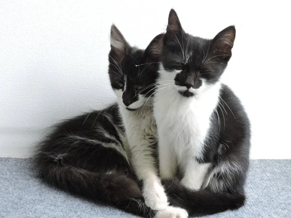 Zwart Wit Knuffelen Kittens — Stockfoto