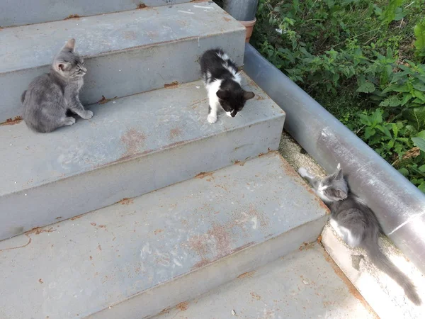 Kittens on Outdoor Stairs