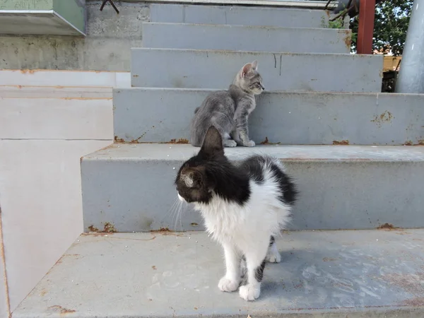 在户外楼梯的小猫 — 图库照片