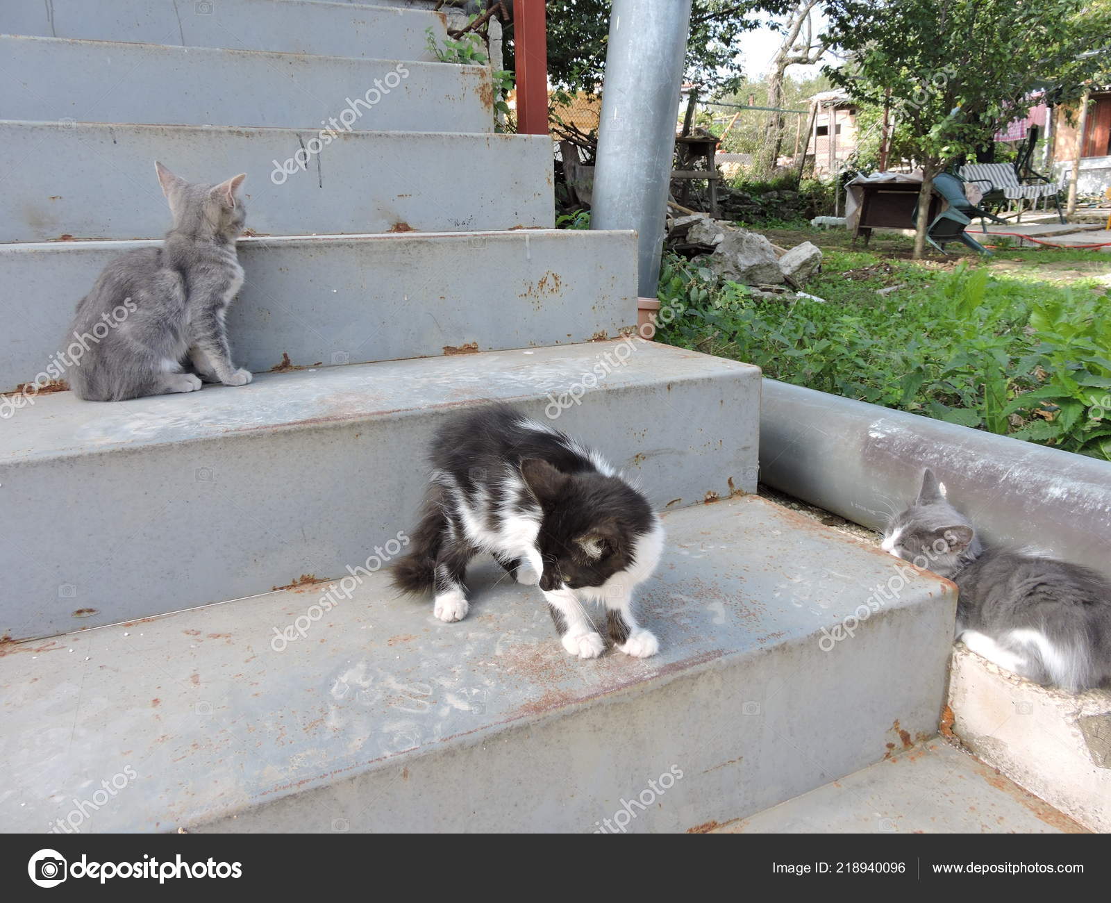Kittens Outdoor Stairs — Stock Photo © Imagesto 218940096