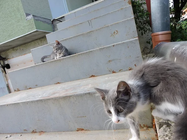 Kittens Buiten Trappen — Stockfoto