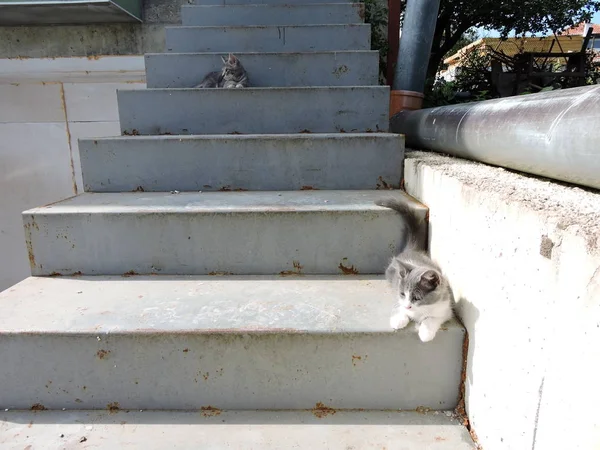 在户外楼梯的小猫 — 图库照片