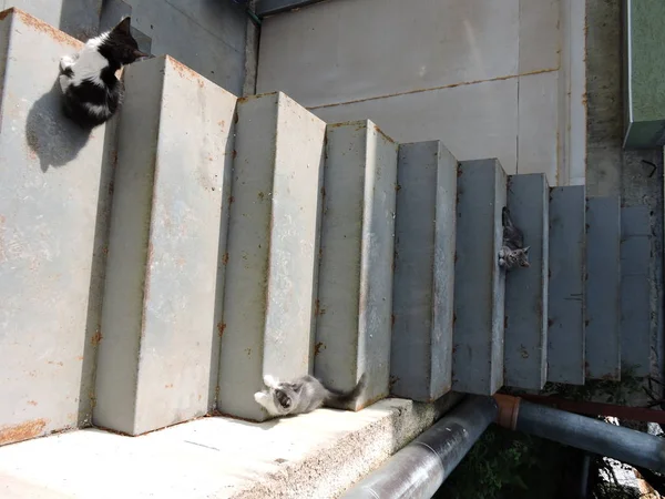 Kittens on Outdoor Stairs