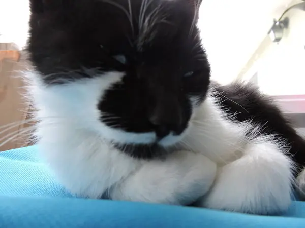 Black White Sleepy Kitten — Stock Photo, Image