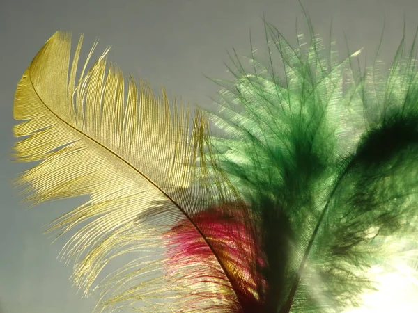 Plumes Pures Isolées Plein Jour — Photo