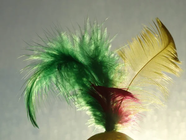 Isolated Pure Feather Daylight — Stock Photo, Image