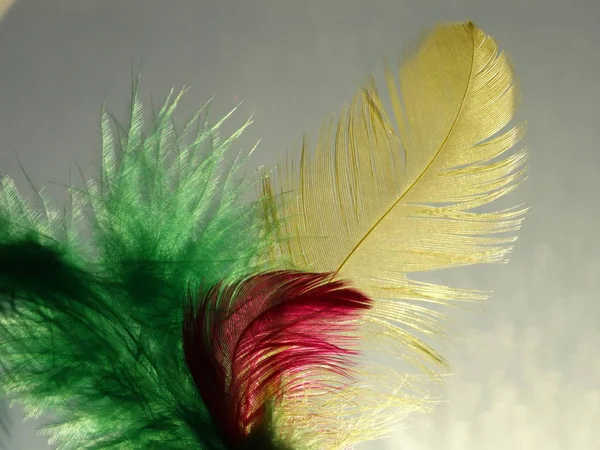 Isolated Pure Feather Daylight — Stock Photo, Image