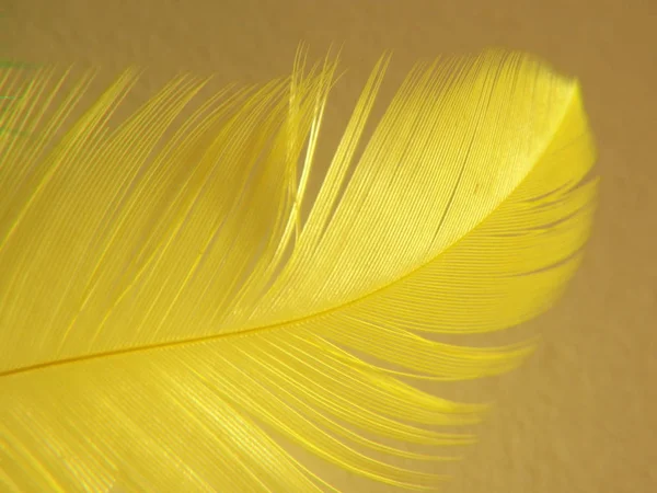 Plumes Pures Isolées Plein Jour — Photo