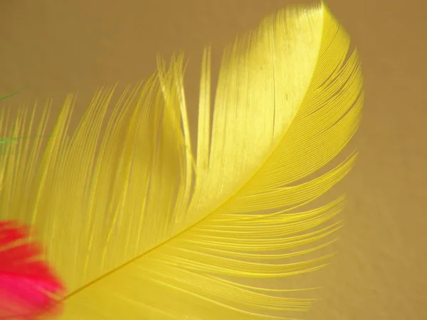 Piuma Pura Isolata Una Luce Del Giorno — Foto Stock