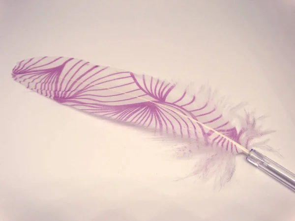 日光下的粉红色羽毛 — 图库照片