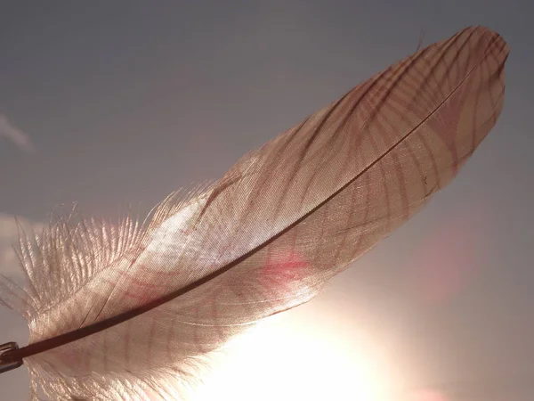 Pink Feather Daylight — Stock Photo, Image