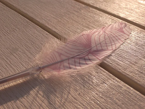 Pink Feather Daylight — Stock Photo, Image