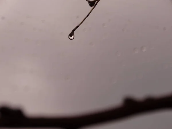 Water Drop Falling Tree Branch — Stock Photo, Image