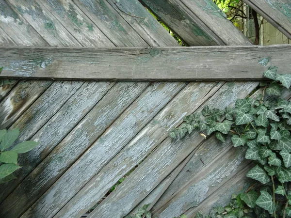 Oude Houten Hek Bedekt Met Een Kruipende Plant — Stockfoto